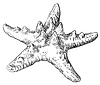 Vector clipart: Hand drawing seashell-25