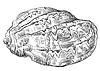 Vector clipart: Hand drawing seashell-26