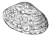 Vector clipart: Hand drawing seashell-29