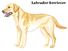 Colored decorative standing portrait of Labrador