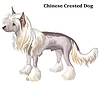 Colored decorative standing portrait of Chinese