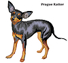 Colored decorative standing portrait of dog Prague
