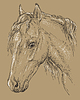 Horse portrait-8 on brown background