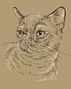 Burmese Cat on brown background