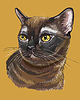 Colorful Burmese Cat