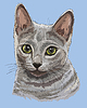 Colorful Russian Blue Cat