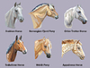 Set of portraits of horses breeds | Stock Vector Graphics