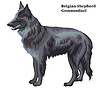 Vector clipart: Colored decorative standing portrait of Belgian