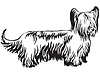Vector clipart: Decorative standing portrait of Skye Terrier