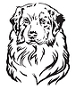 Decorative portrait of Australian shepherd