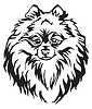 Vector clipart: Decorative portrait of Dog Pomeranian Spitz
