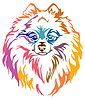 Vector clipart: Colorful decorative portrait of Dog Pomeranian Spit