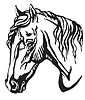 Decorative portrait of Welsh Pony