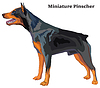 Colored decorative standing portrait of dog