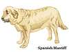 Colored decorative standing portrait of dog