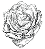 hand drawing flower 