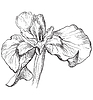 hand drawing flower 