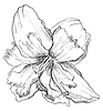 hand drawing flower 