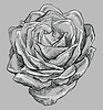 grey flower 