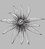 Vector clipart: grey flower 