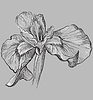 grey flower 