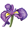 flower 