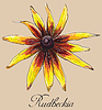 Vector clipart: colorful flower 