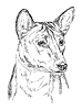Vector clipart: Basenji hand drawing portrait