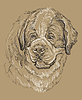 Vector clipart: Monochrome St. Bernard hand drawing portrait
