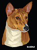 Vector clipart: Basenji colorful portrait