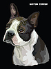 Boston terrier colorful portrait