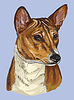 Vector clipart: Basenji colorful hand drawing portrait