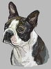 Boston terrier colorful hand drawing portrait