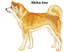 Colored decorative standing portrait of Akita Inu