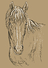 Horse portrait-14 on brown background