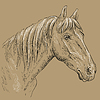 Horse portrait-17 on brown background