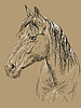Horse portrait-20 on brown background