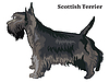 Colored decorative standing portrait of Scottish