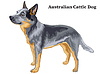 Colored decorative standing portrait of Australian