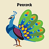 cartoon peacock