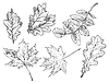 hand drawing leaves 