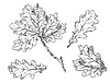 Vector clipart: hand drawing leaves
