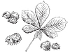 Vector clipart: hand drawing leaves