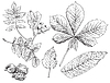Vector clipart: hand drawing leaves