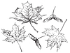 hand drawing leaves 