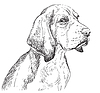 Beagle hand drawing portrait