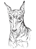 Miniature Pinscher hand drawing portrait