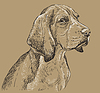 Beige Beagle hand drawing portrait
