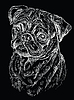 Black Pug hand drawing portrait