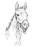 Vector clipart: Horse portrait 24